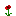 Coquelicots